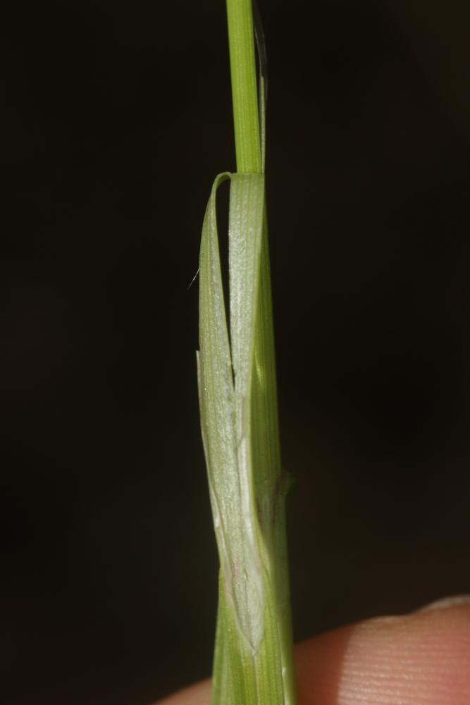 La Laîche en épis Carex spicata Huds., 1762