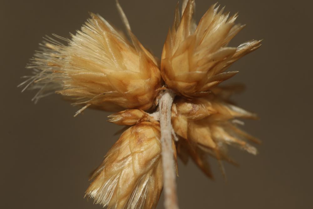 Le Phagnalon repoussant Phagnalon sordidum (L.) Rchb., 1831