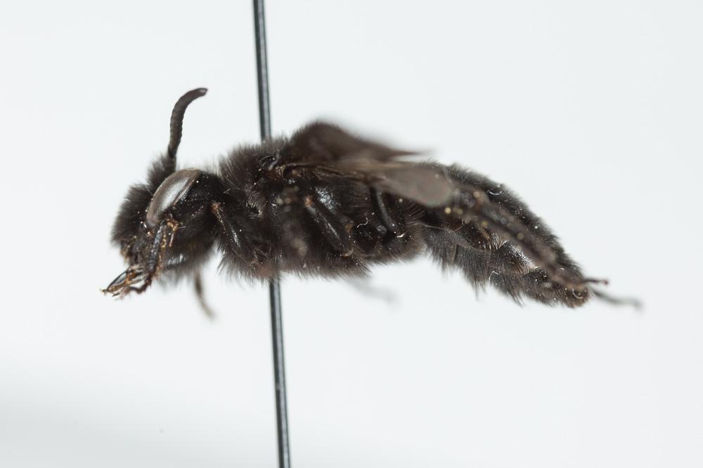 Le  Andrena albopunctata (Rossi, 1792)