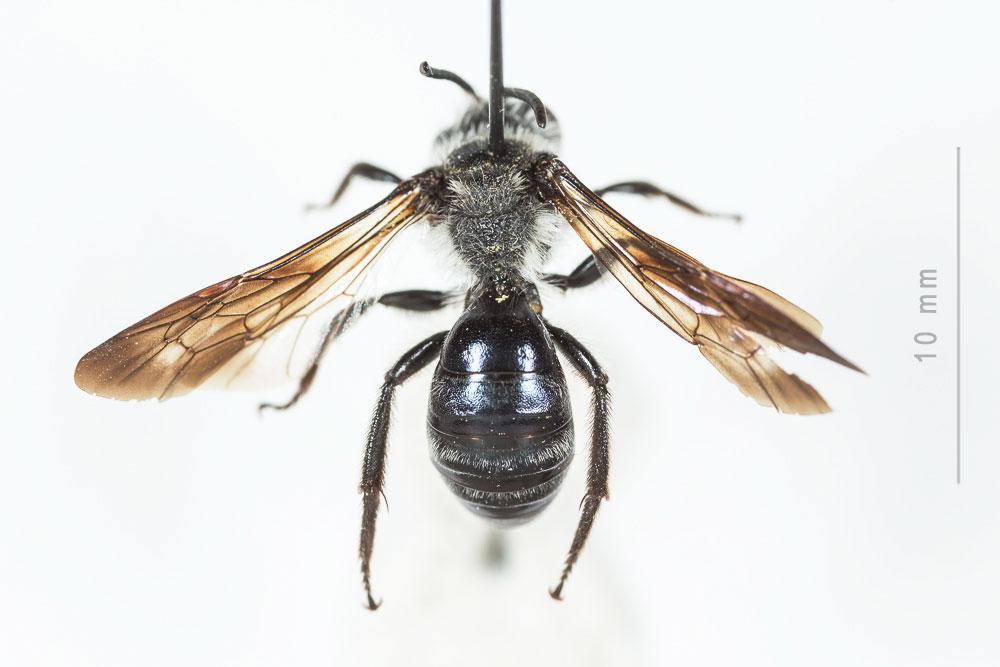 Le  Andrena agilissima (Scopoli, 1770)