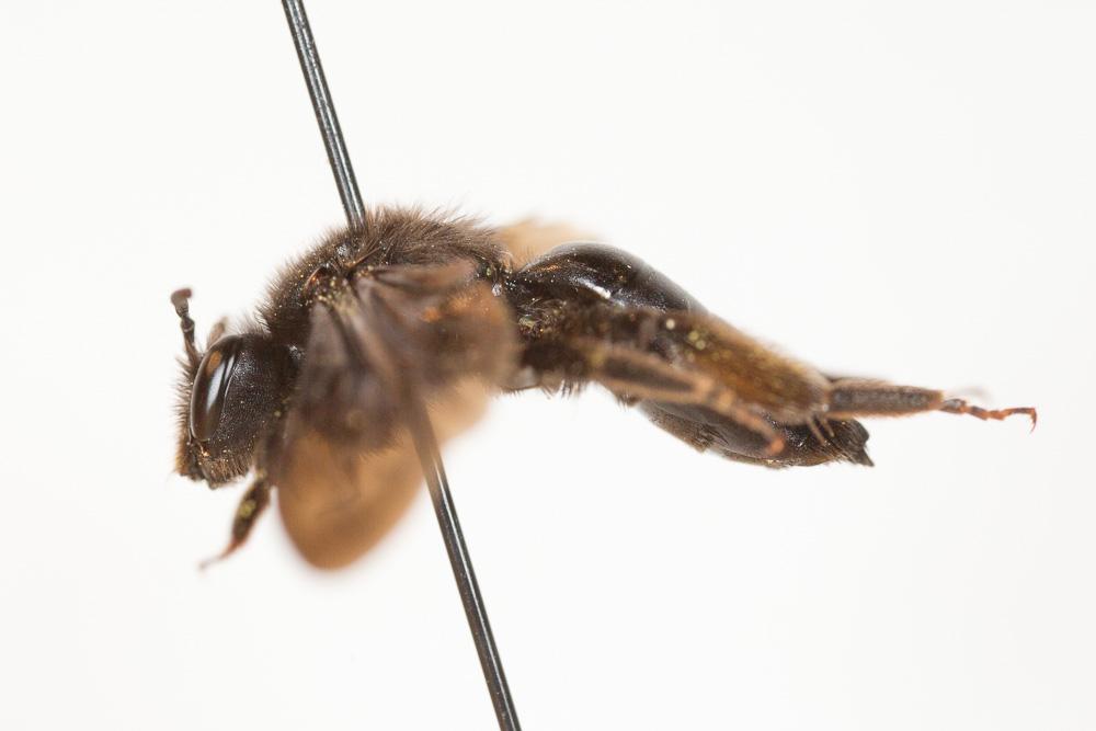  Andrena fuscosa Erichson, 1835