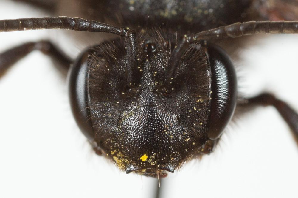 Le  Andrena fuscosa Erichson, 1835