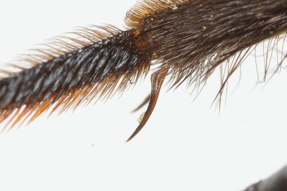 Le  Andrena fuscosa Erichson, 1835