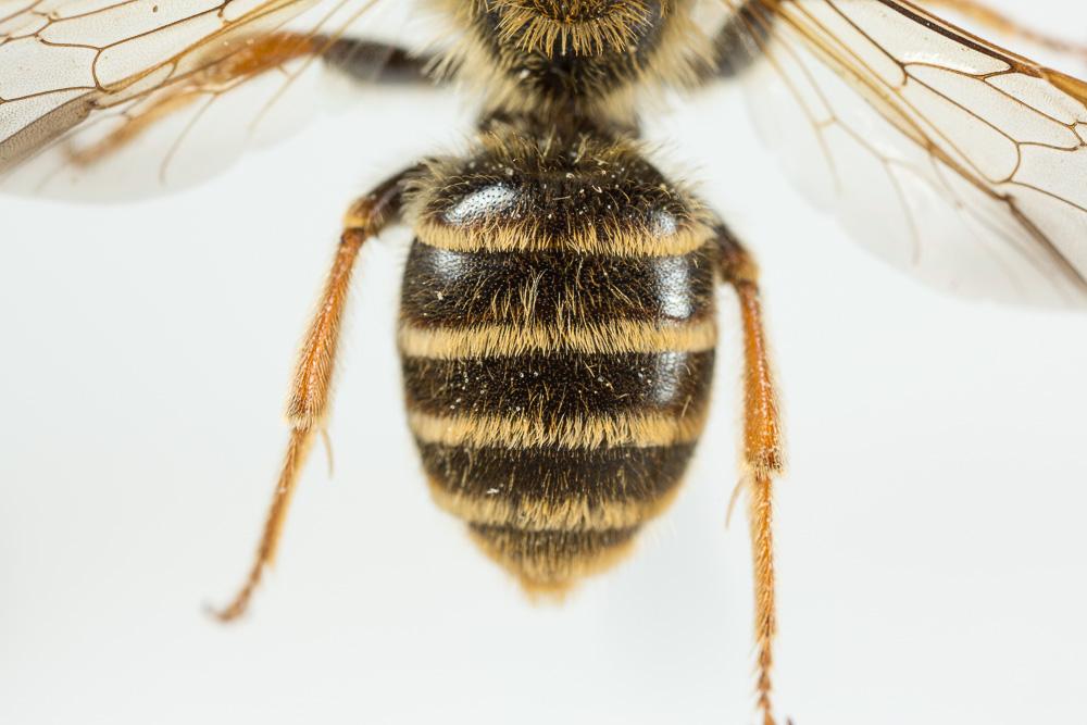 Le  Andrena variabilis Smith, 1853