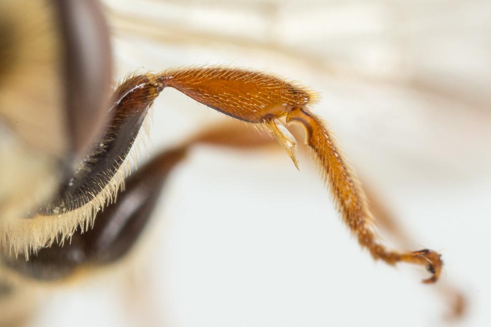 Le  Andrena variabilis Smith, 1853