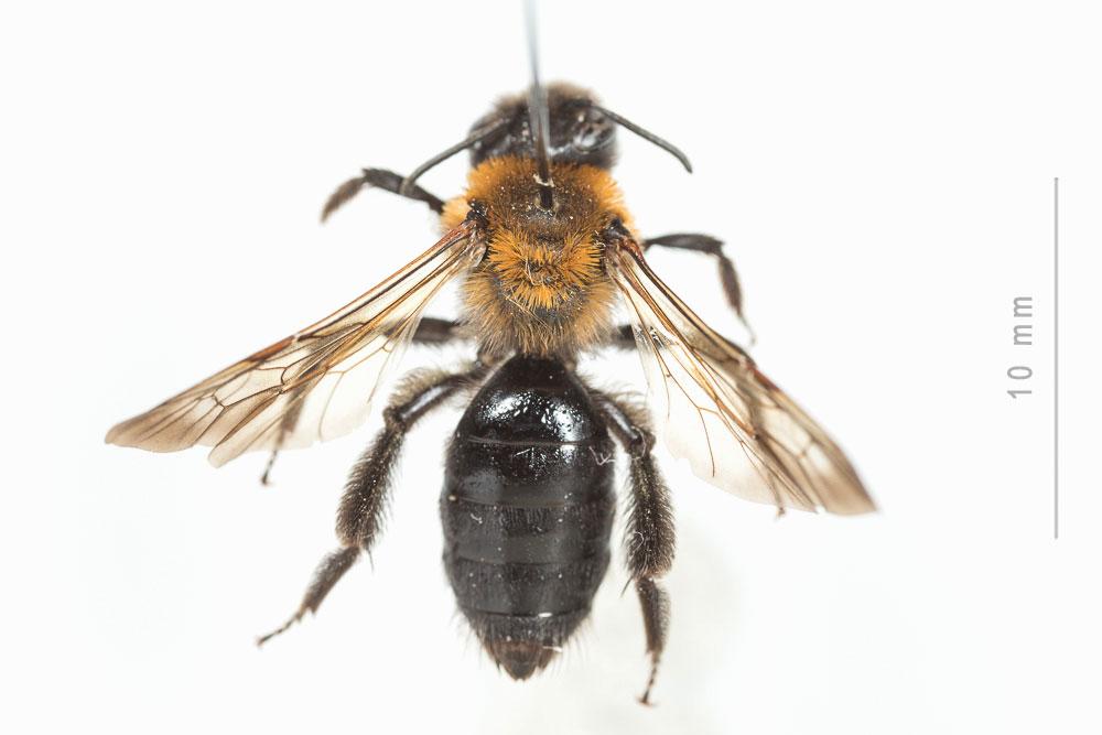 Le  Andrena thoracica (Fabricius, 1775)
