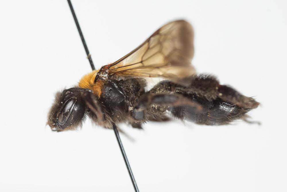 Le  Andrena thoracica (Fabricius, 1775)