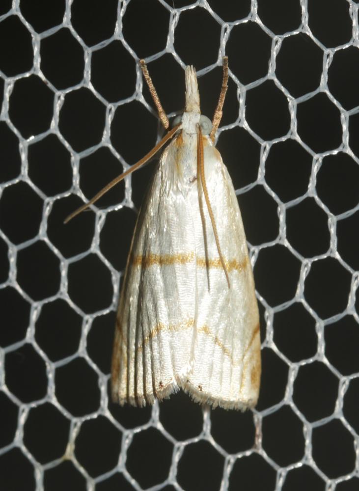 Le  Calamotropha aureliellus (Fischer von Röslerstamm, 1841)