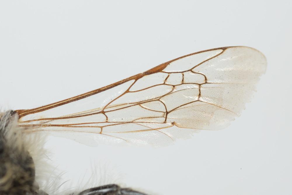 Le  Andrena humilis Imhoff, 1832