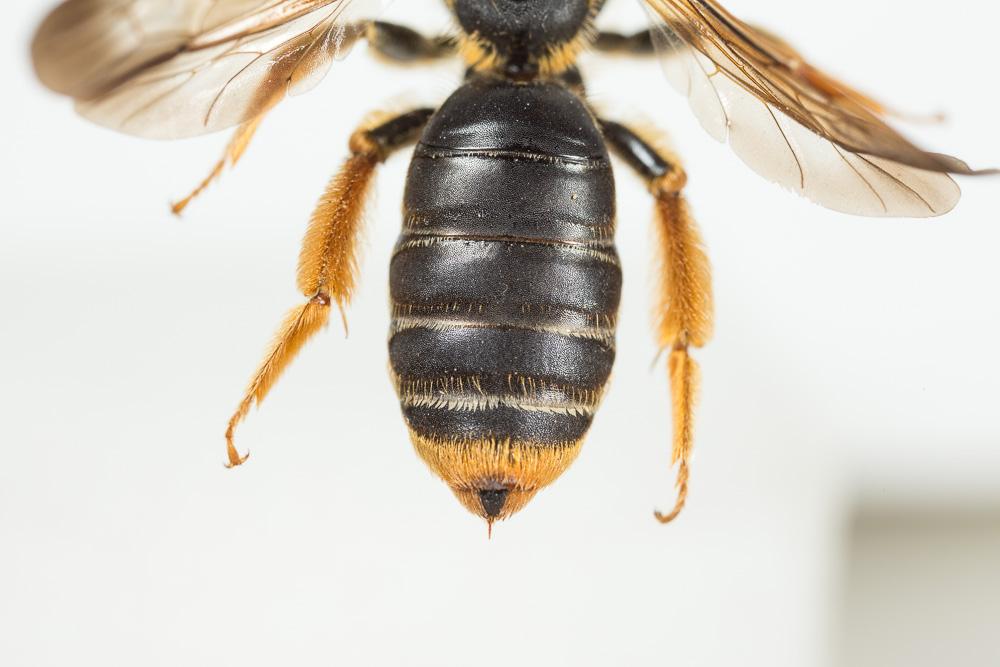 Le  Andrena limbata Eversmann, 1852