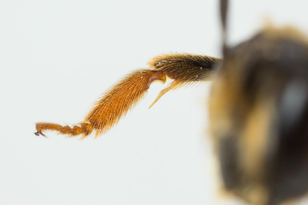 Le  Andrena limbata Eversmann, 1852