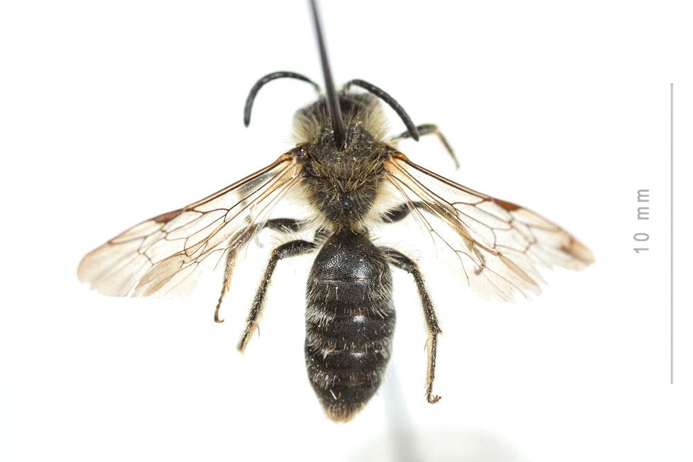 Le  Andrena lagopus Latreille, 1809