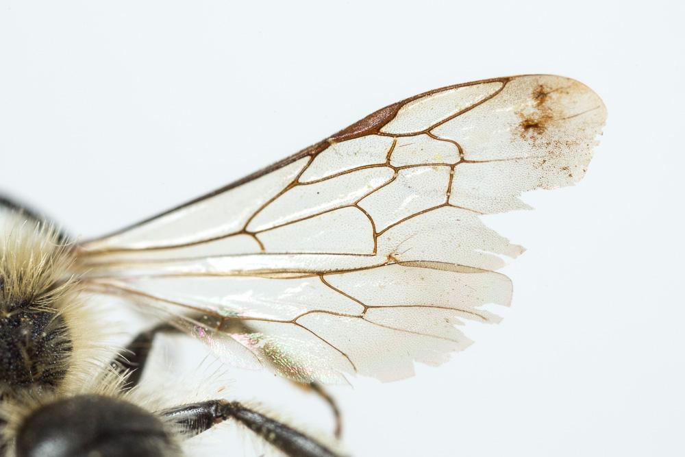 Le  Andrena lagopus Latreille, 1809