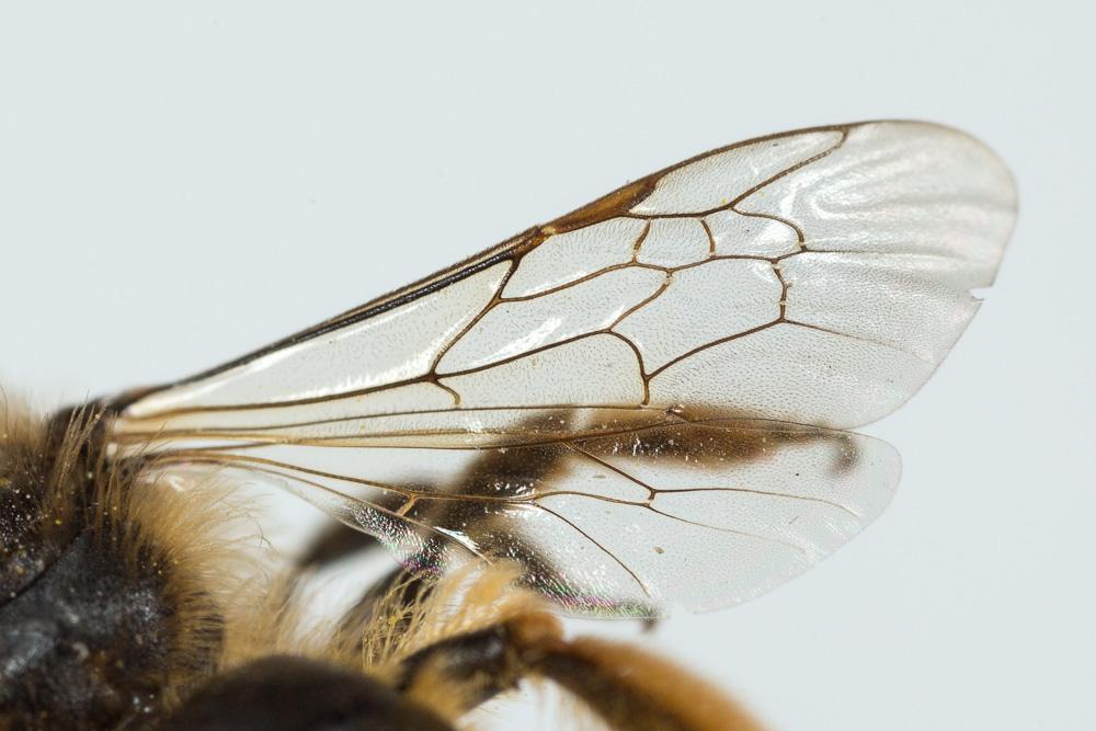 Le  Andrena rhenana Stoeckhert, 1930