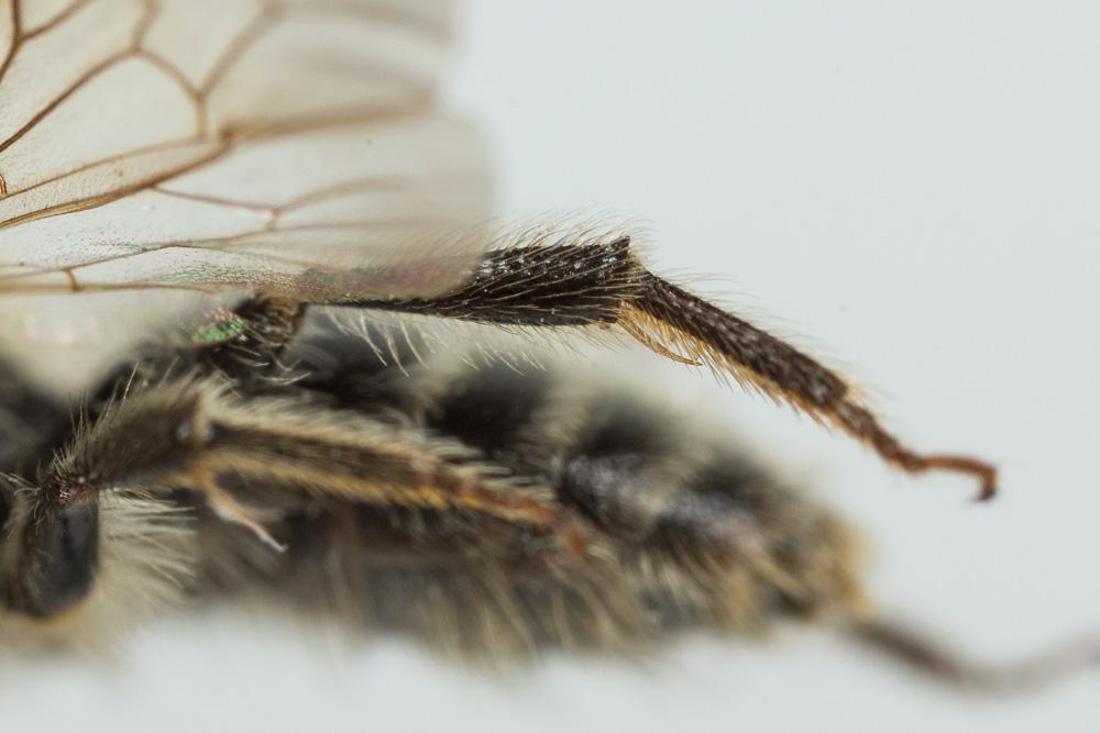 Le  Andrena flavilabris Schenck, 1874