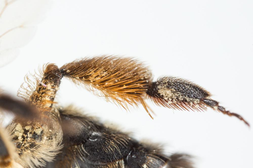 Le  Andrena nigroaenea (Kirby, 1802)