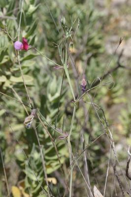 Gesse articulée Lathyrus clymenum subsp. articulatus (L.) Ball, 1878