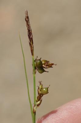 Carex à fruits lustrés, Laîche luisante, Laîche ro Carex liparocarpos Gaudin, 1804