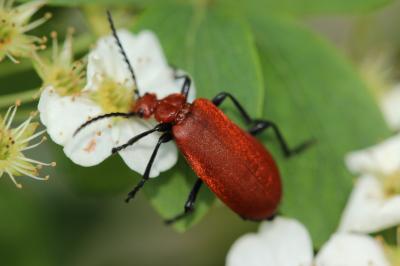 Cardinal à tête rouge Pyrochroa serraticornis (Scopoli, 1763)