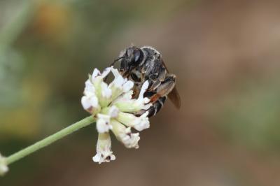  Andrena ovatula (Kirby, 1802)