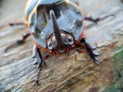  Oryctes nasicornis corniculatus A. Villa & G.B. Villa, 1833