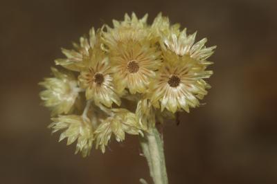 Immortelle des dunes, Immortelle jaune Helichrysum stoechas (L.) Moench, 1794