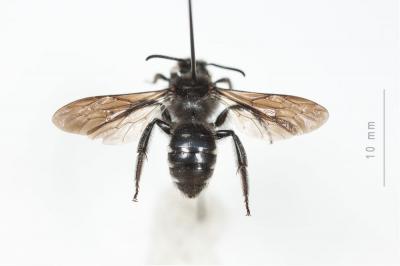  Andrena albopunctata (Rossi, 1792)