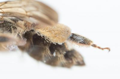  Andrena pandellei Pérez, 1895