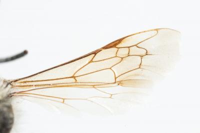  Andrena labialis (Kirby, 1802)