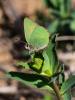 Thécla de la Ronce (La), Argus vert (L') Callophrys rubi (Linnaeus, 1758)