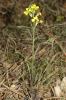 Vélar de Provence Erysimum nevadense subsp. collisparsum (Jord.) P.W.Ball, 1990