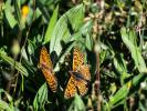 Mélitée du Plantain (La), Déesse à ceinturons (La) Melitaea cinxia (Linnaeus, 1758)