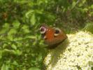 Paon-du-jour (Le), Paon de jour (Le), Oeil -de-Pao Aglais io (Linnaeus, 1758)