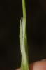 Laîche en épis Carex spicata Huds., 1762