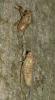 Cigale grise (la), Cigale de l'orne (la), Cigale p Cicada orni Linnaeus, 1758