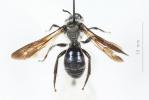  Andrena agilissima (Scopoli, 1770)