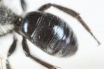  Andrena agilissima (Scopoli, 1770)