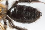  Andrena thoracica (Fabricius, 1775)