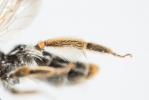 Andrène de la scabieuse Andrena hattorfiana (Fabricius, 1775)