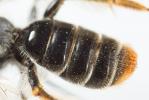 Andrène de la scabieuse Andrena hattorfiana (Fabricius, 1775)