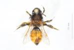  Andrena fulva (Müller, 1766)