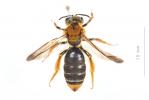  Andrena limbata Eversmann, 1852