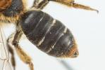  Andrena lagopus Latreille, 1809