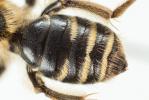  Andrena propinqua Schenck, 1853