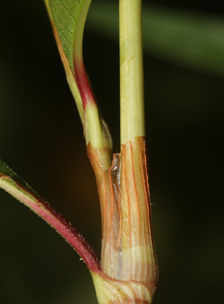 Le Renouée à feuilles de patience, Renouée gonflée Persicaria lapathifolia (L.) Delarbre, 1800