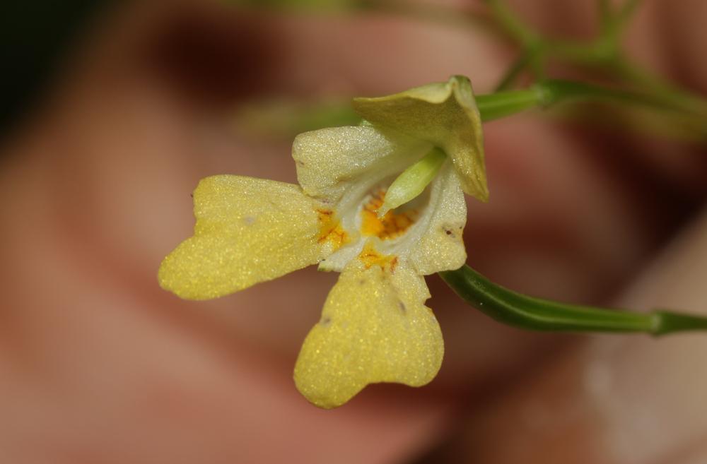 La Balsamine à petites fleurs, Impatiente à petites f Impatiens parviflora DC., 1824
