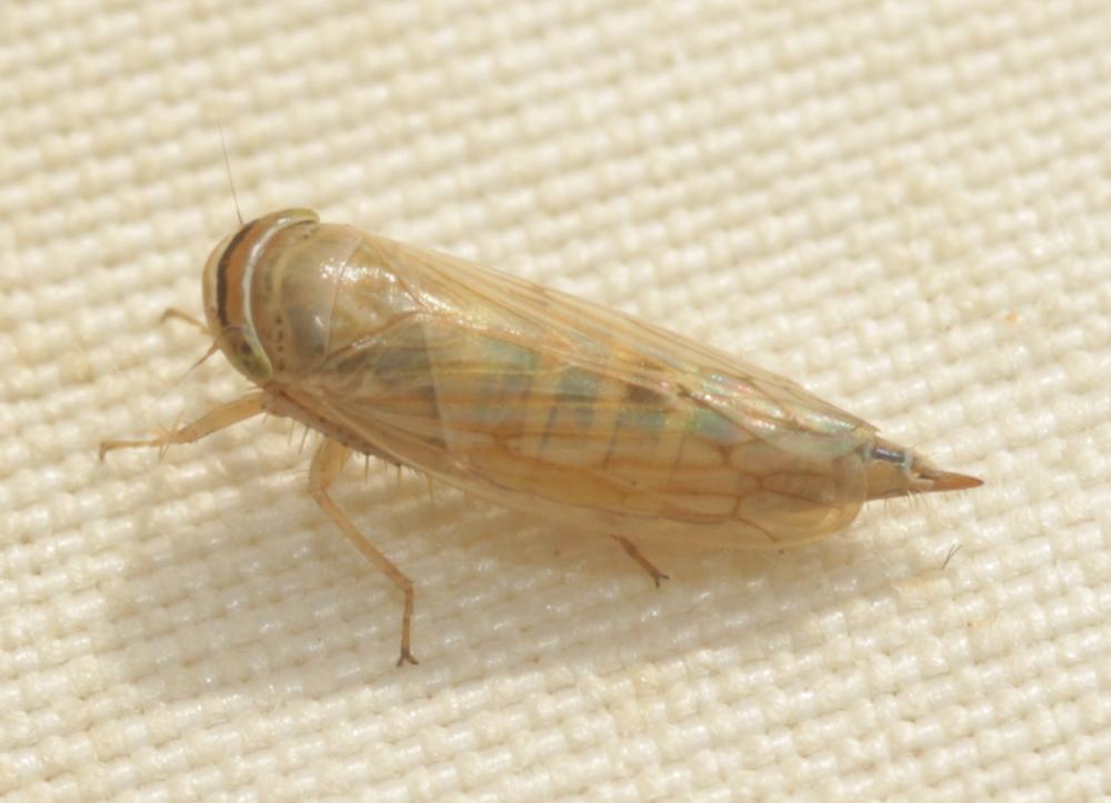 Le Cicadelles sp. Cicadellidae Latreille, 1802 sp.