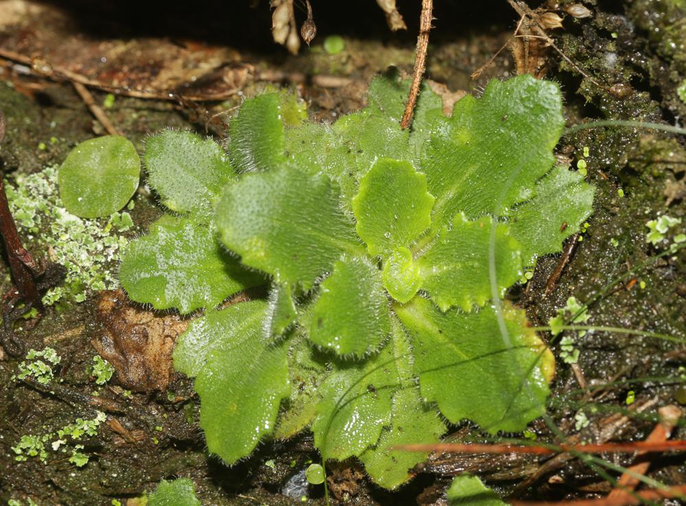 La Saxifrage de L'Écluse Micranthes clusii (Gouan) B.Bock, 2012