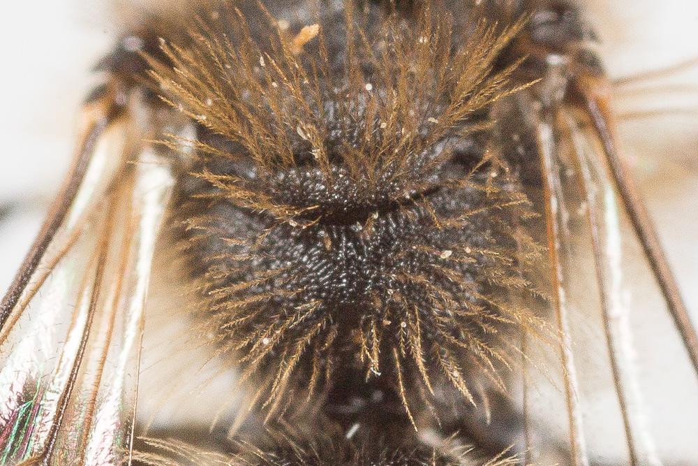  Andrena hesperia Smith, 1853
