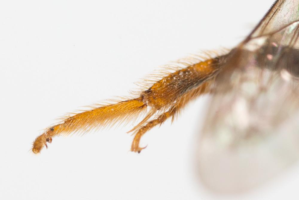 Le  Andrena hesperia Smith, 1853